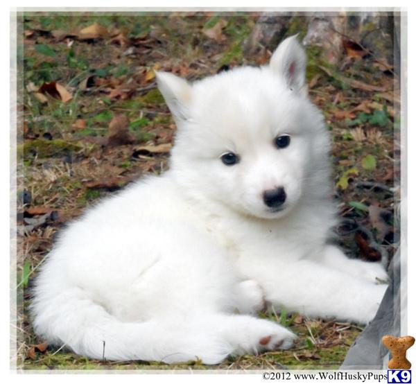 White wolf dog shops for